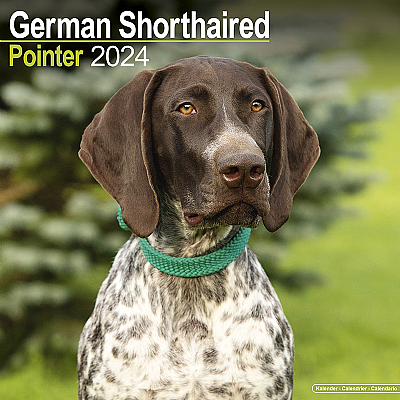 German Shorthaired Pointer Calendar 2024 (Square)